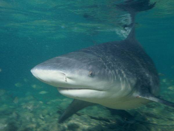 Según los expertos en estos animales, los humanos son la mayor amenaza para los tiburones toro.