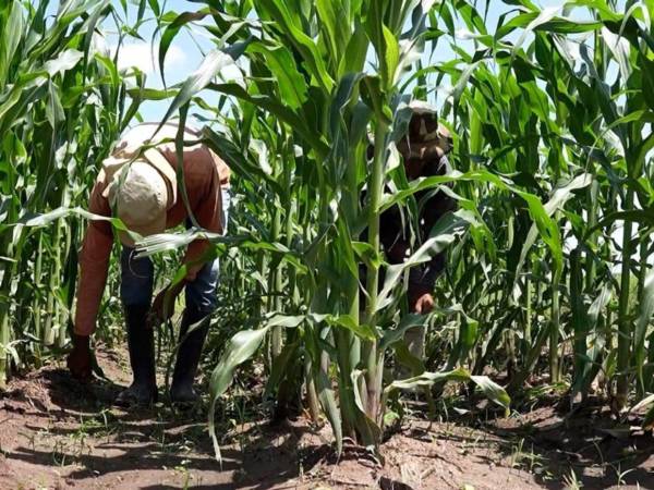 Con la puesta en marcha de la Ley de Alivio Financiero, los productores podrán tener acceso a recursos y poder invertir en los diferentes rubros de producción a nivel nacional.