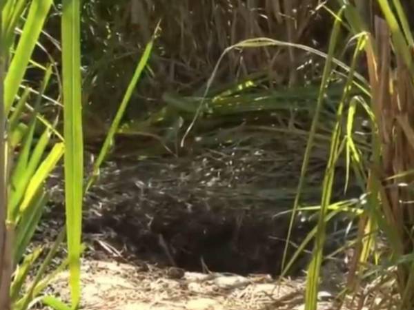 El cadáver de un hombre fue encontrado enterrado detrás del Estadio Olímpico Metropolitano; autoridades investigan el hecho.