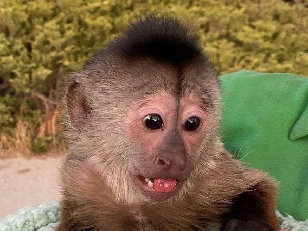 Los operadores enviaron a los oficiales a investigar una posible emergencia después de recibir el sábado en la noche una llamada que luego se cortó.