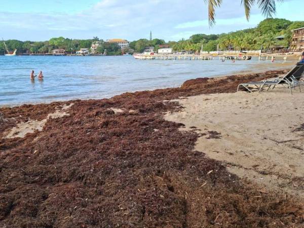 La cantidad de sargazo que llegó a las playas de Isla de la Bahía fue limpiado, sin embargo, este fenómeno golpea al Caribe desde hace 15 años (desde 2011).