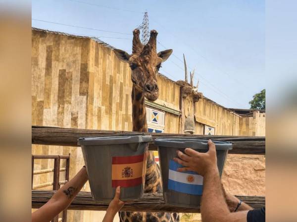 La jirafa Fali, famosa por no fallar ningún pronóstico de España en el torneo, ya eligió al ganador del duelo contra Argentina en Nueva York.