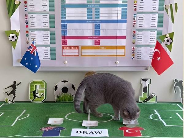 El famoso pulpo Paul, que en 2010 predijo la victoria de España en la final del Mundial de fútbol de Sudáfrica, podría tener sucesor: se llama Maximus y es el gato del primer ministro belga, Bart de Wever.