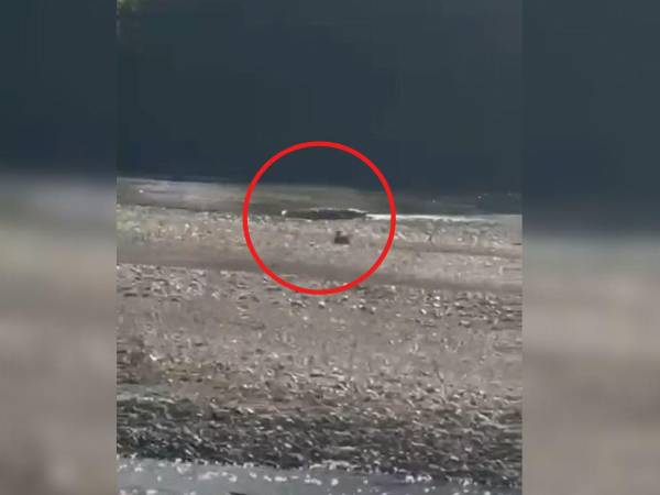 Los animales han sido captados tomando sol en las playas del río.