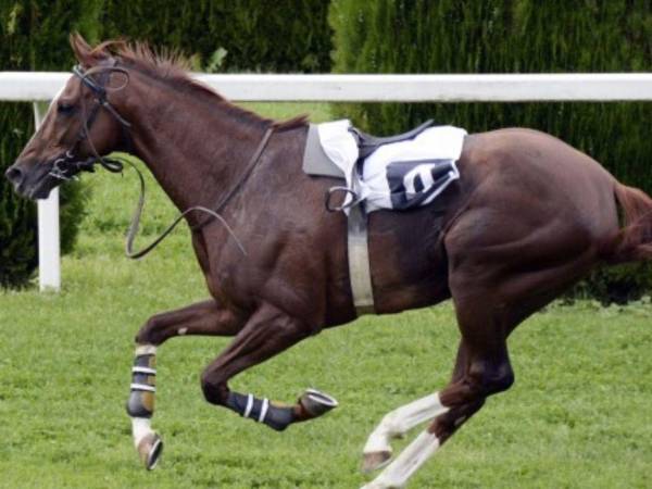 El caballo, ganador de varias carreras en el hipódromo de Adana, una ciudad a unos 480 kilómetros al sur de Ankara, había sido sacrificado tras sufrir una herida en la pata.