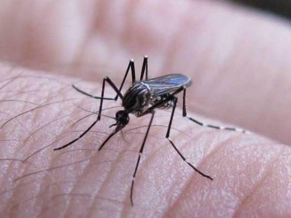 Entre los síntomas que puede provocar la enfermedad están la fiebre, dolor intenso de cabeza, dolor detrás de los ojos, molestias musculares y articulares y eritema.
