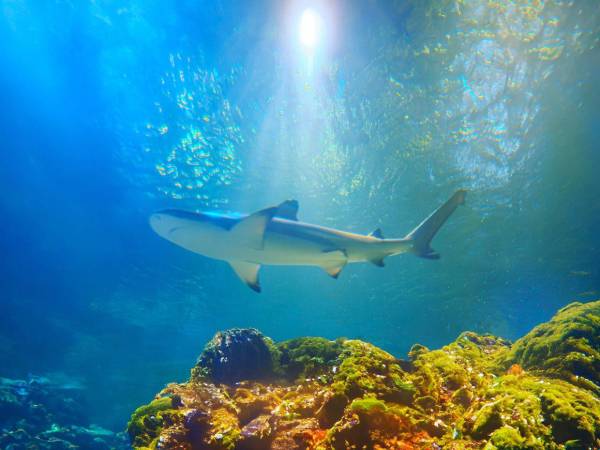 Según detallaron las autoridades, el ataque lo realizó un tiburón de arrecife.