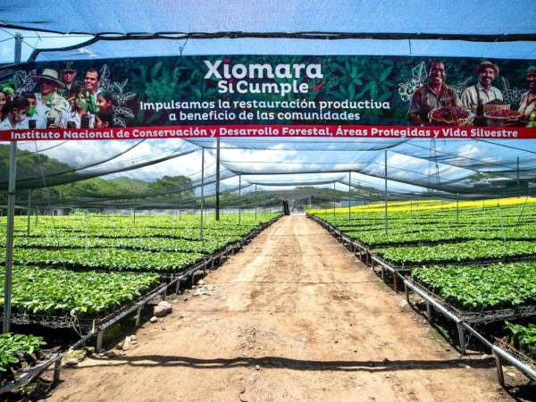 Solo en el megavivero de Comayagua se tendrá una producción de 2.5 millones de plantas de café.