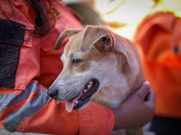Según se informó, los perros y gatos que ha recibido están bastante afectados.