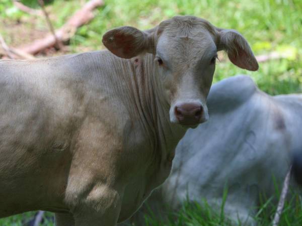 Fotografía de archivo donde se ve ganado bovino en una finca en el municipio de Rio Bravo, Suchitepéquez (Guatemala). México se ha convertido en el nuevo frente en la guerra contra el gusano barrenador.