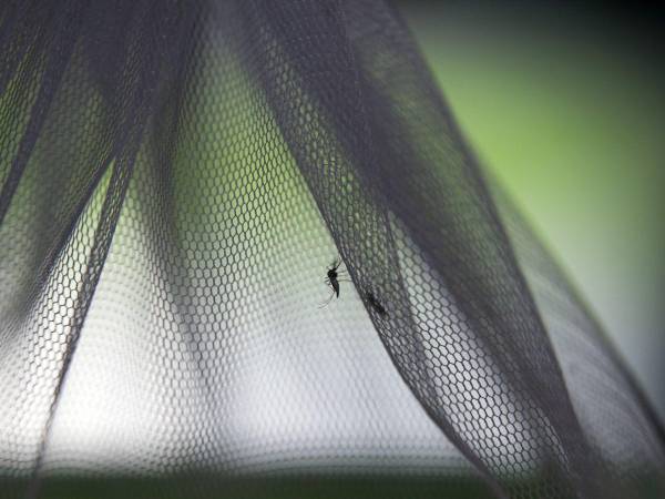 Descubren por primera vez en la historia mosquitos en territorio islandés.