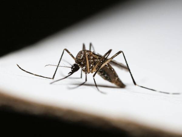 Con la llegada de las lluvias al país, se han incrementado la proliferación de los mosquitos transmisores del dengue.