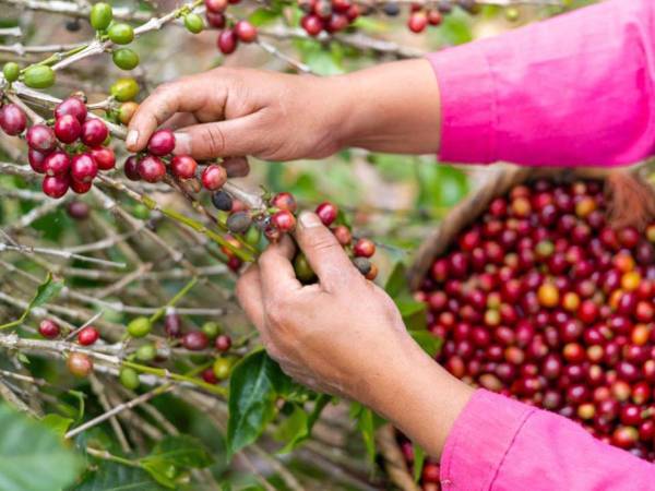 De acuerdo a las autoridades de la Secretaría de Agricultura y Ganadería (SAG), las mujeres representan el 20%de productores de café en Honduras.