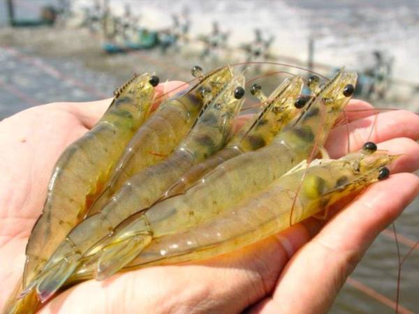 A pesar de las condiciones climáticas que imperan en el país, la producción de camarón se mantiene estable en la zona sur del país, según se dió a conocer en un encuentro entre productores y autoridades de la SAG.