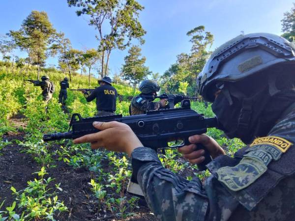 Un total de 25 mil arbustos de coca fueron asegurados este jueves en una operación en Bonito Oriental, Colón. Aquí las imágenes.