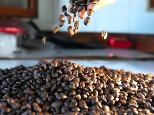 $374.65, el promedio por quintal de café en la presente cosecha, según un informe publicado por el Ihcafé.