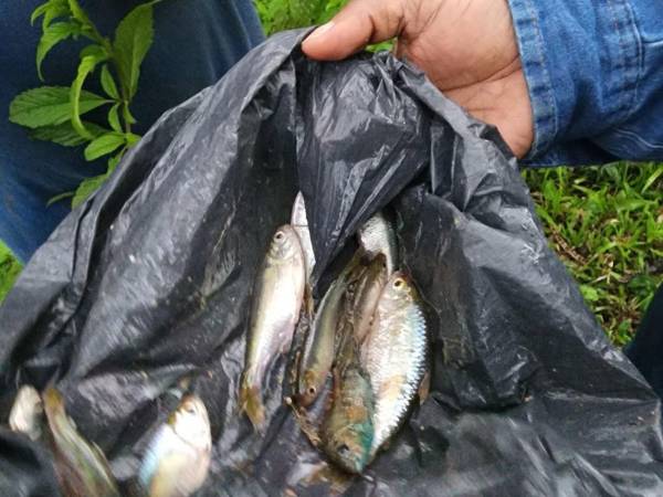La lluvia de peces ya se ha vuelto toda una tradición en el departamento de Yoro, al centro de Honduras.