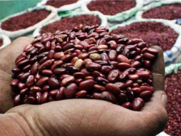 El Gobierno autorizó la importación de frijol libre de aranceles para garantizar el abastecimiento ante el riesgo de una menor producción provocada por los efectos de la crisis climática en varias zonas agrícolas del país.