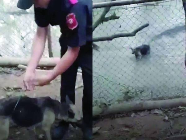 Tras la viralización de un video que muestra el acto, un juzgado giró una orden de captura contra Johnny Javier Mejía Díaz, acusado del delito de maltrato animal agravado en perjuicio del bienestar animal.