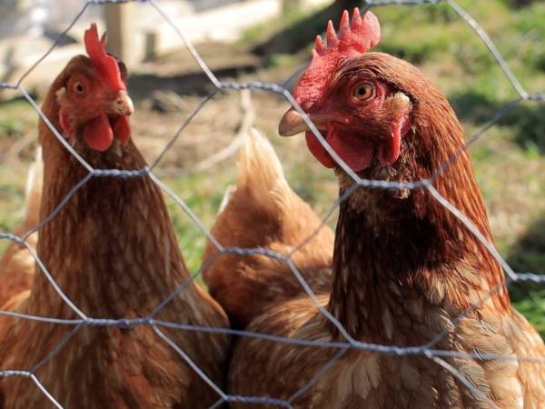 Los recursos están disponibles para ser utilizados por los productores en diferentes rubros a tasas de interés que van desde 10 y 12 por ciento anual.