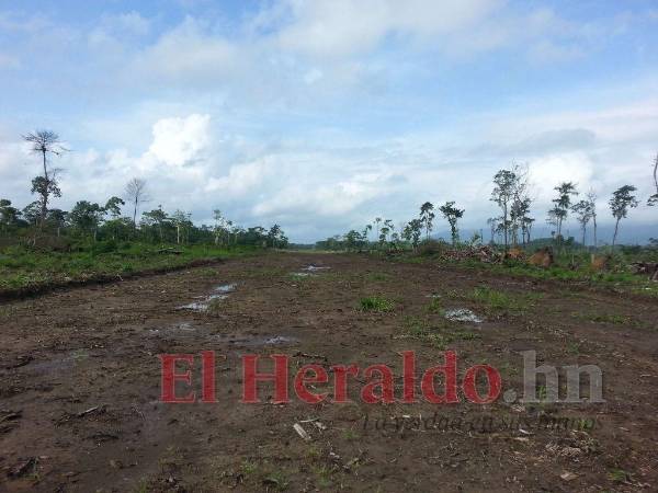 Las narcopistas miden en promedio mil metros de largo por 15 de ancho, lo suficiente para aterrizar una avioneta.