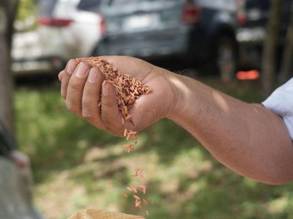 Las autoridades de la Secretaría de Agricultura y Ganadería (SAG) y productores, implementan innovadora tecnología para elevar la producción de arroz en el país.