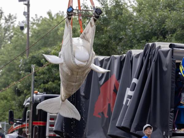 Fotografía cedida donde se muestra a operarios utilizando una eslinga para mover una ballena beluga, este lunes en el parque marino cerrado Marineland Canada, en Niagara Falls, Ontario.