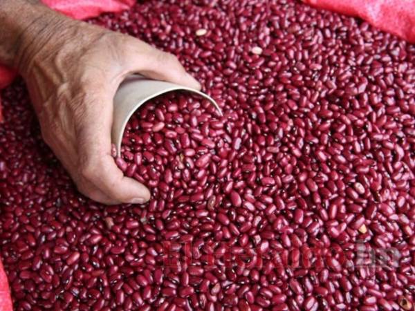 El frijol es el único grano básico que reporta un superávit desde 2015 cuando se fijó un precio de garantía de 1,000 lempiras por quintal. Foto: El Heraldo