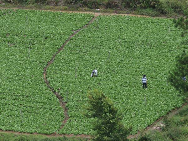 Honduras atraviesa una crisis por la falta de lluvia, lo que reduce las cosechas.