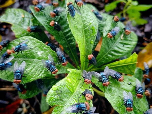 La mosca Cochliomyia hominivorax causante del gusano barrenador del ganado actualmente circula en los 18 departamentos del país.