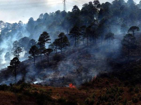 Son más de 450 incendios forestales que se registran este año, los cuales han dañado más de 18,000 hectáreas.