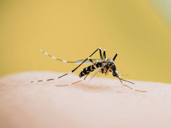 Honduras registra un total de 6,817 casos de dengue acumulado, de los cuales 5,054 corresponden a dengue sin signos de alarma; 1,650 con signos de alarma y 113 casos graves.