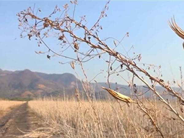 La sequía afecta cultivos y fuentes de agua en distintas zonas de Honduras.