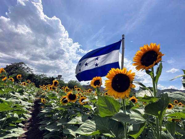 Los dueños de Paseo de los Girasoles garantizan que hayan cabezuela durante todo el año, por eso siembran girasoles cada 15 días. Lucen hermosas e imponentes.