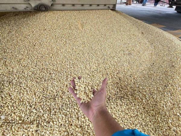 El maíz es un producto básico y de alto consumo nacional, y esta pérdida deja a miles de familias sin alimentos.