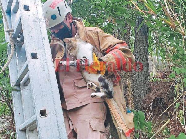 El 911 recibe llamadas desde la solicitud de rescate de un tierno felino hasta de incendios estructurales y forestales; una vez que la llamada llega al Cuartel Central de Bomberos se redirecciona a la subestación más cercana al lugar de la incidencia.
