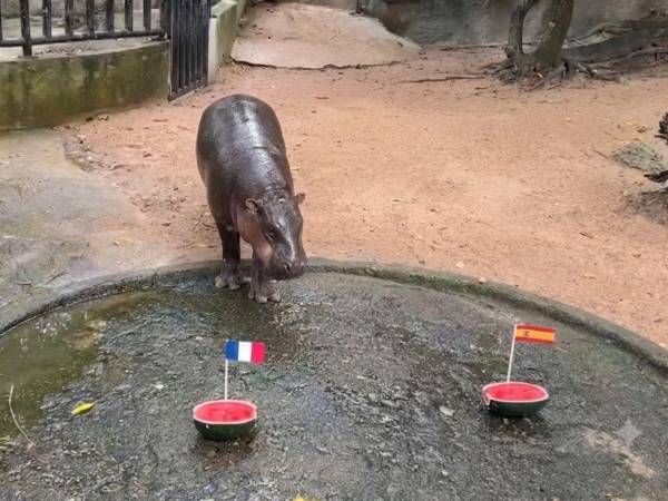 El hipopótamo Moo Deng se ha hecho viral en redes sociales por sus predicciones.