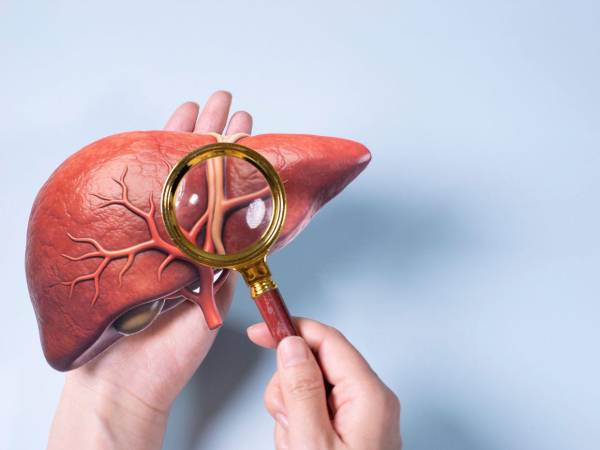 En el centro de la anatomía humana, el hígado coordina funciones vitales para todo el cuerpo. Una hidratación adecuada favorece la digestión, ayuda al tránsito intestinal y facilita los procesos de detoxificación natural, evitando que el cuerpo acumule sustancias de desecho que sobrecarguen tanto el hígado como la microbiota.