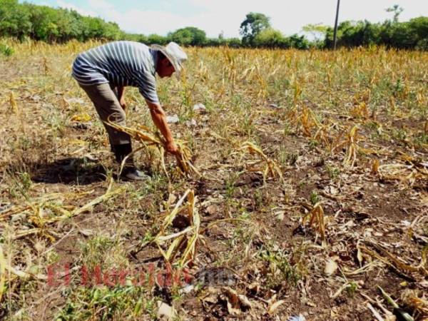 Se proyectaba que las lluvias se normalicen a partir del 5 o 10 de septiembre y se estarían extendiendo hasta los primeros días de noviembre, siendo estas las condiciones óptimas para cualquier cultivo. Foto: EL HERALDO