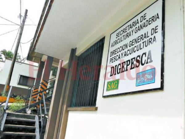 Las autoridades de la SAG destituyen al director de Digepesca, José Roberto Hernández.