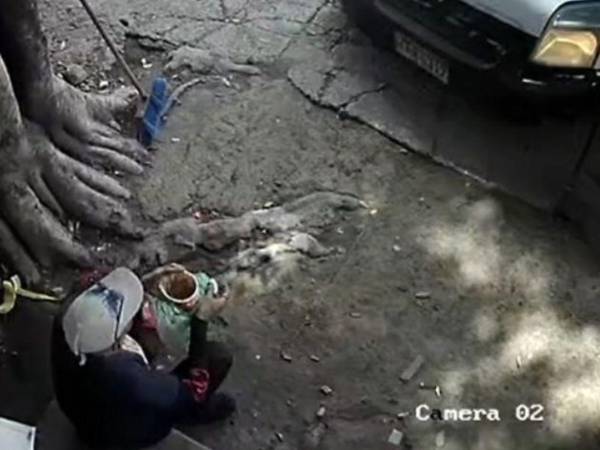 Las autoridades continúan con las investigaciones para deducir responsabilidades al conductor.