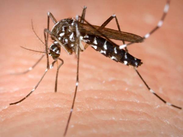 El mosquito se caracteriza por su color negro con marcas blancas en el tórax y abdomen, patas con bandas blancas y negras.