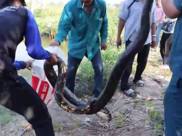 Usuarios de Facebook no pudieron evitar su asombro tras la publicación de la filmación en las redes sociales. Foto captura