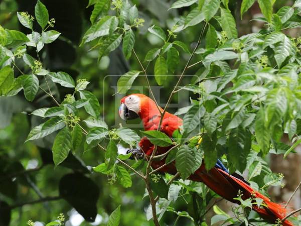 El proyecto ahora pone el foco en la ciudadanía: se invita a los pobladores a proteger esta especie reportando avistamientos al número de WhatsApp: +504 9922-9386.