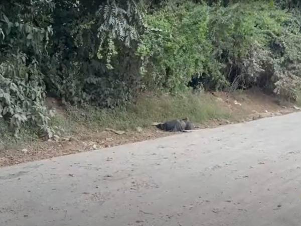 La Policía Nacional informó que en el interior de la bolsa había un perro muerto.