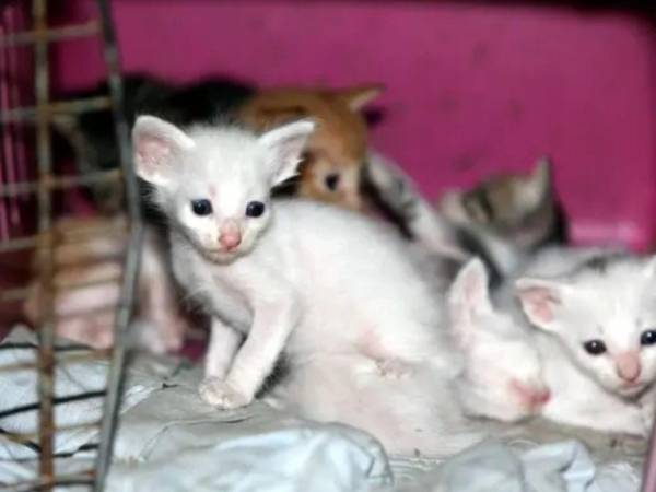 La medida ha generado polémica entre la población hondureña. Algunos ciudadanos la consideran innecesaria o inhumana para los animales, especialmente para los gatos.