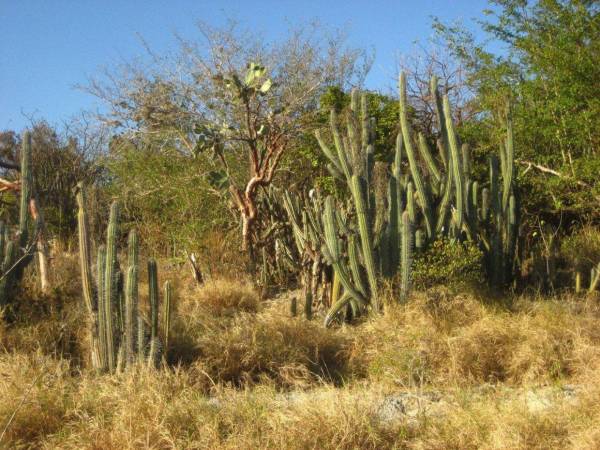 El bosque seco es uno de los bosques que predominan en Honduras y es el que presenta más vulnerabilidad.