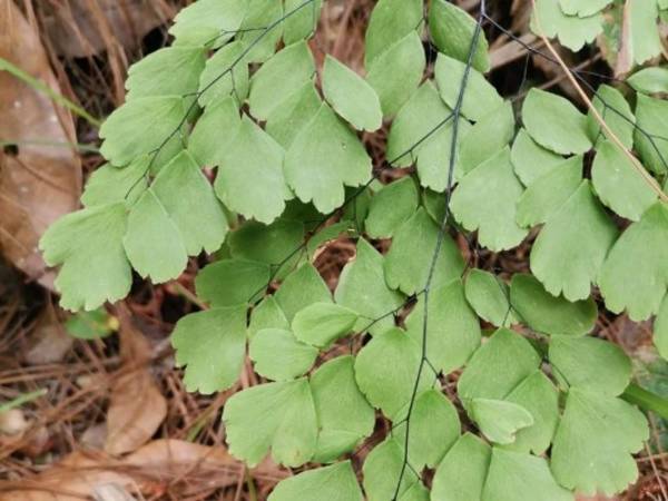 Los helechos pueden vivir sobre árboles secos y húmedos y rocas. Foto: Cortesía Amitigra