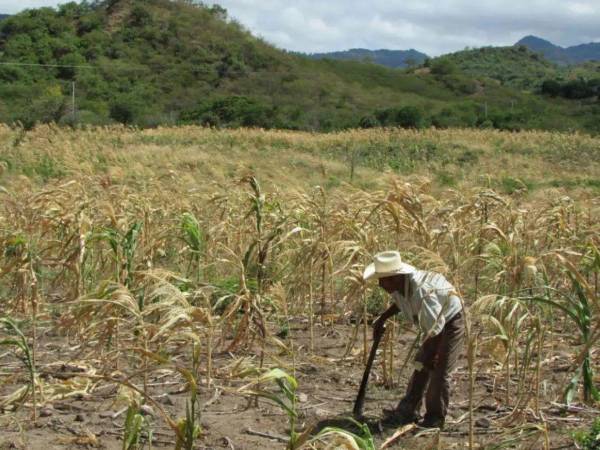 Copeco mantiene bajo alerta amarilla a 75 municipios del llamado Corredor Seco de Honduras, incluidos San Antonio de Flores y Soledad.