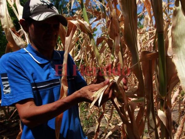 El gobierno decretó emergencia para atender de manera inmediata a 35 mil familias afectadas en el corredor seco. Foto: Alex Pérez/EL HERALDO